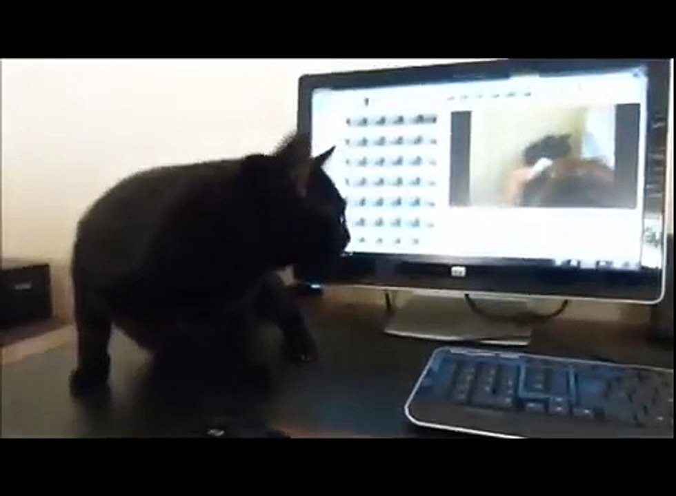 Funny Cats Compilation - Funny Cat Videos Ever- Funny Videos - Funny Animals Funny Animal Videos 10