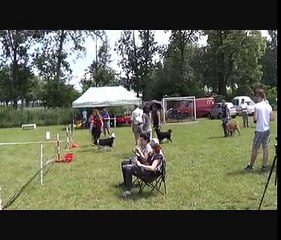 Australian Kelpie Zuko, obedience class "1", Więckowice 09.06.2013