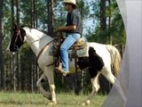 Luna EASY Smooth GAITED Beginner SAFE Spotted Saddle Trail Horse.wmv