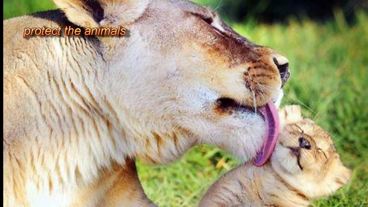 Beautiful animal world