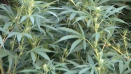 Cultivo de marihuana, cada vez con más productos en los comercios uruguayos