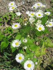 Etat laïc, laïcité (bentoche)