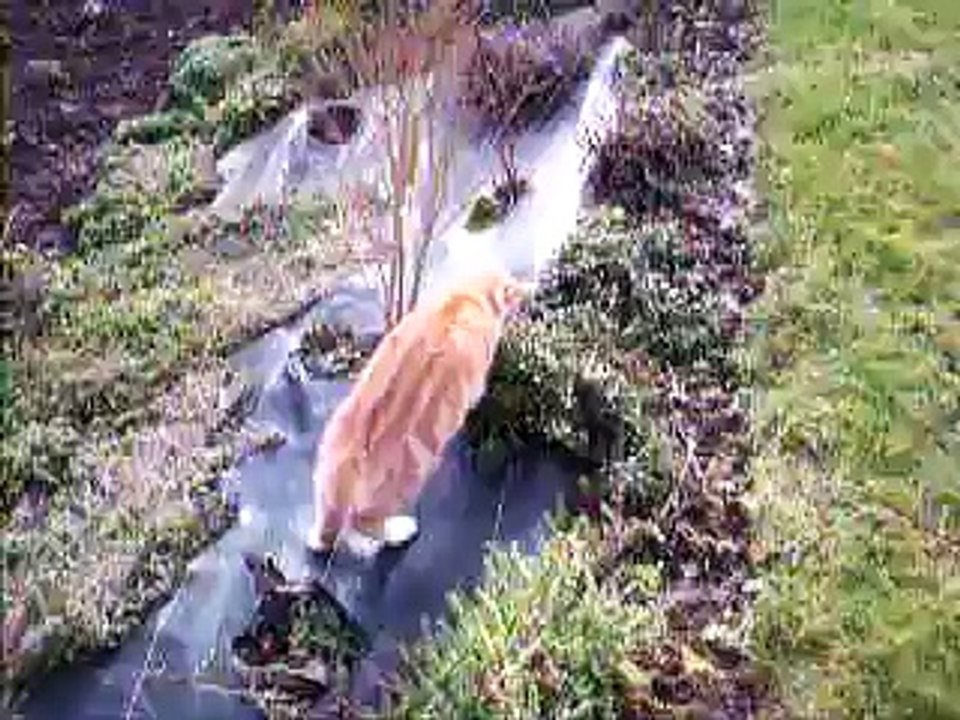 Tirou le chat joue avec une souris