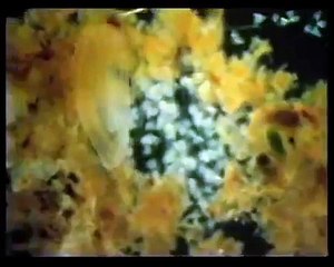 Los reinos Monera, Protista y Hongos