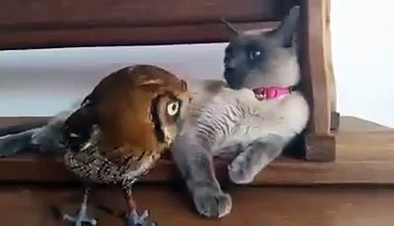 Owl and Pussycat Are Best of Friends