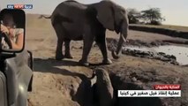 إنقاذ فيل صغير في كينيا