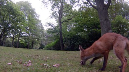 Rotfuchs Aug in Aug mit der GoPro Hero 3. .