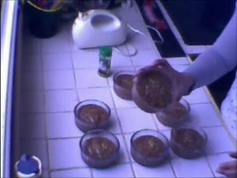 Mousse au chocolat recettes-pas-bête (recette facile et rapide)