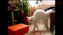 Gatos chistosos (Funny Cats) Compilation 2013