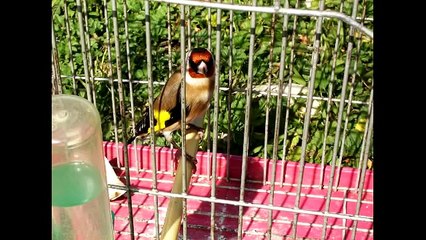 Chant de chardonneret / Goldfinch song
