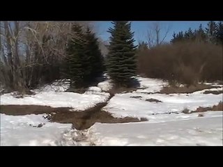 Wild life in Saskatchewan 2011