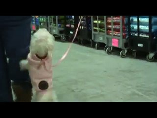 Rose--Poodle & Bichon Mix