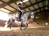 JP Zatopec! 4 Year old Purebred Andalusian Gelding - FOR SALE!