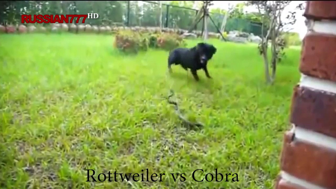 Rottweiler vs Cobra Royal