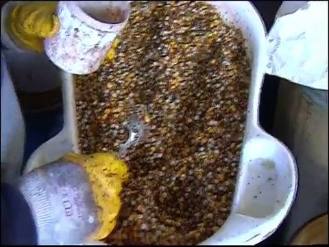 HODOWLA KULBACKI, Szef kuchni poleca. , Kulbacki.de