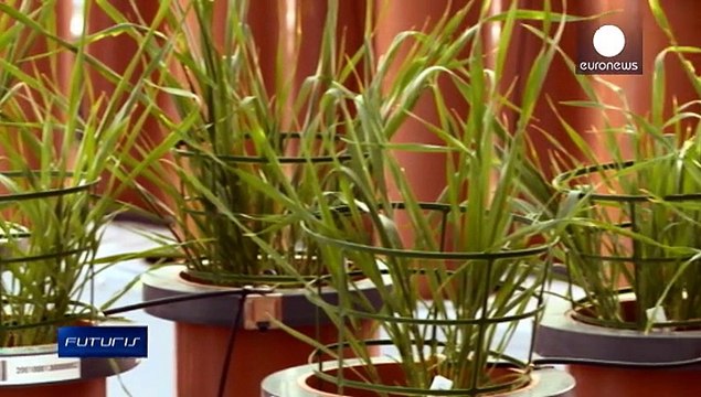 Les bonnes racines font de meilleures plantes