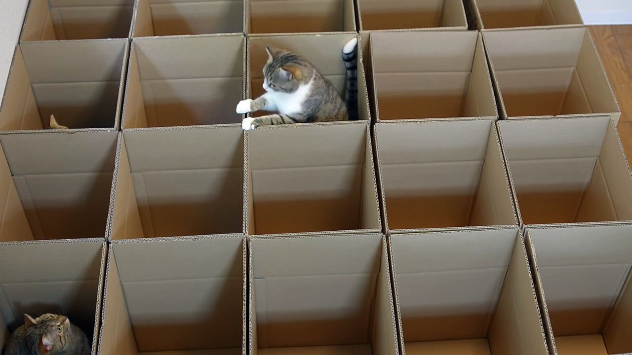 9 chats jouent à cache-cache dans des boites en carton