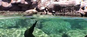 Um mergulho com Leões Marinhos