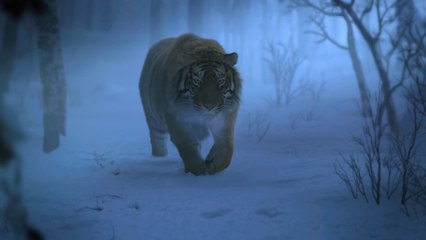 LA BATAILLE DE LA MONTAGNE DU TIGRE - Extrait - Pris au piège