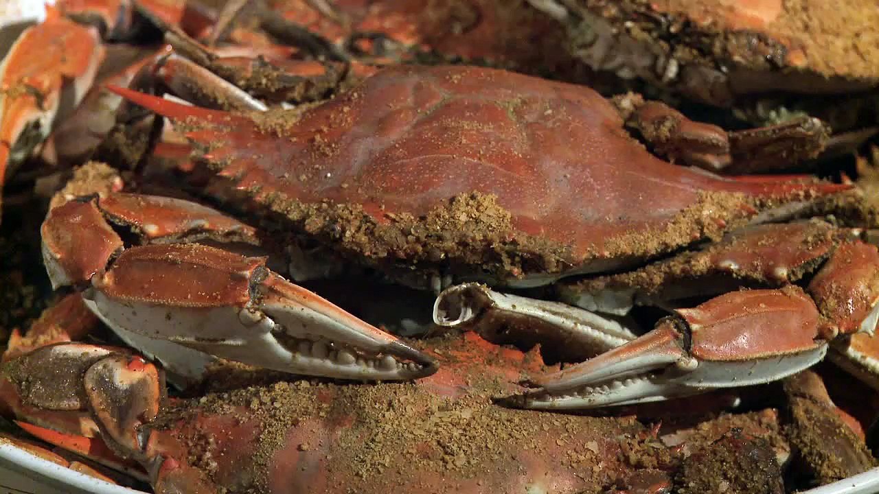 How to pick meat from a crab