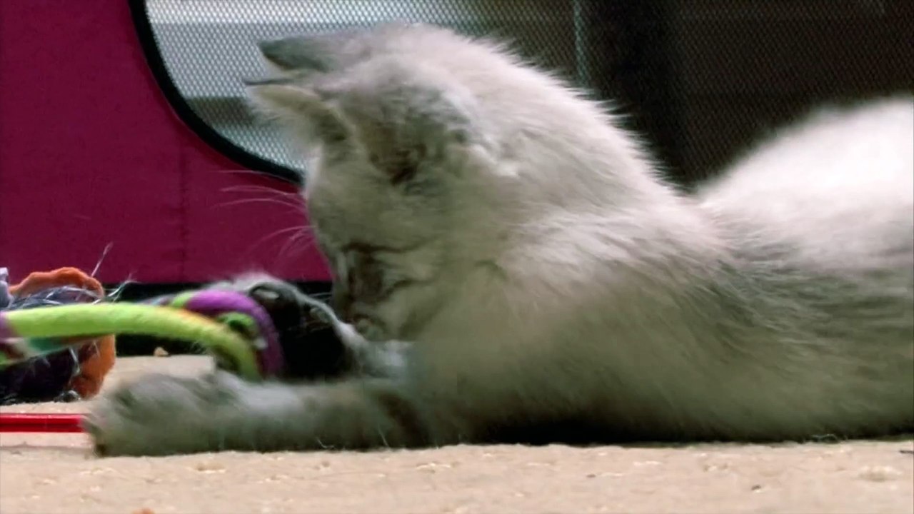 tippy un chaton handicapé donne une leçon de vie