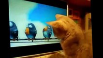 Funny Videos Funny Cats Funny Pranks Funny Animals Videos Funny Dogs 2015 Funny Videos