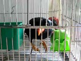 Batanguena Myna 1 