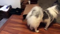 Dog doesn't want to let the cat out of the bag.