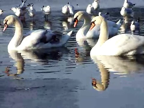 CYGNES HIVER LAC DAUMESNIL - SWANS WINTER BOIS DE VINCENNES