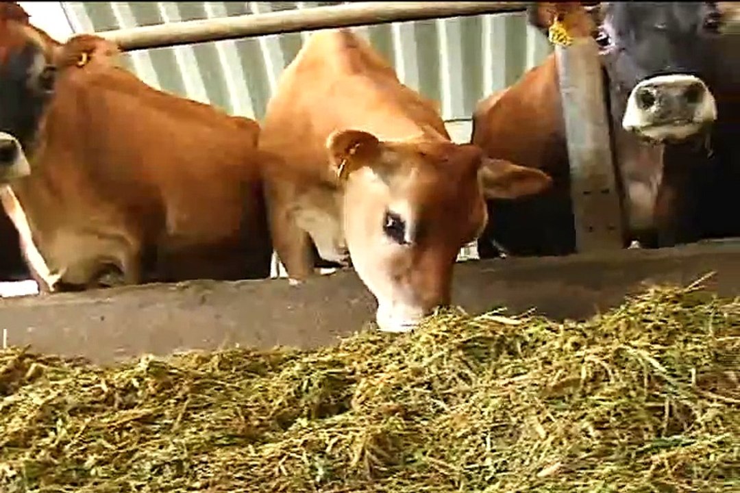 28 de mayo de 2015 Ganaderías El Rosal y Choconta GANASAL