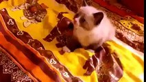 The most adorable scary reaction ever! Pure cuteness Watch till the end!