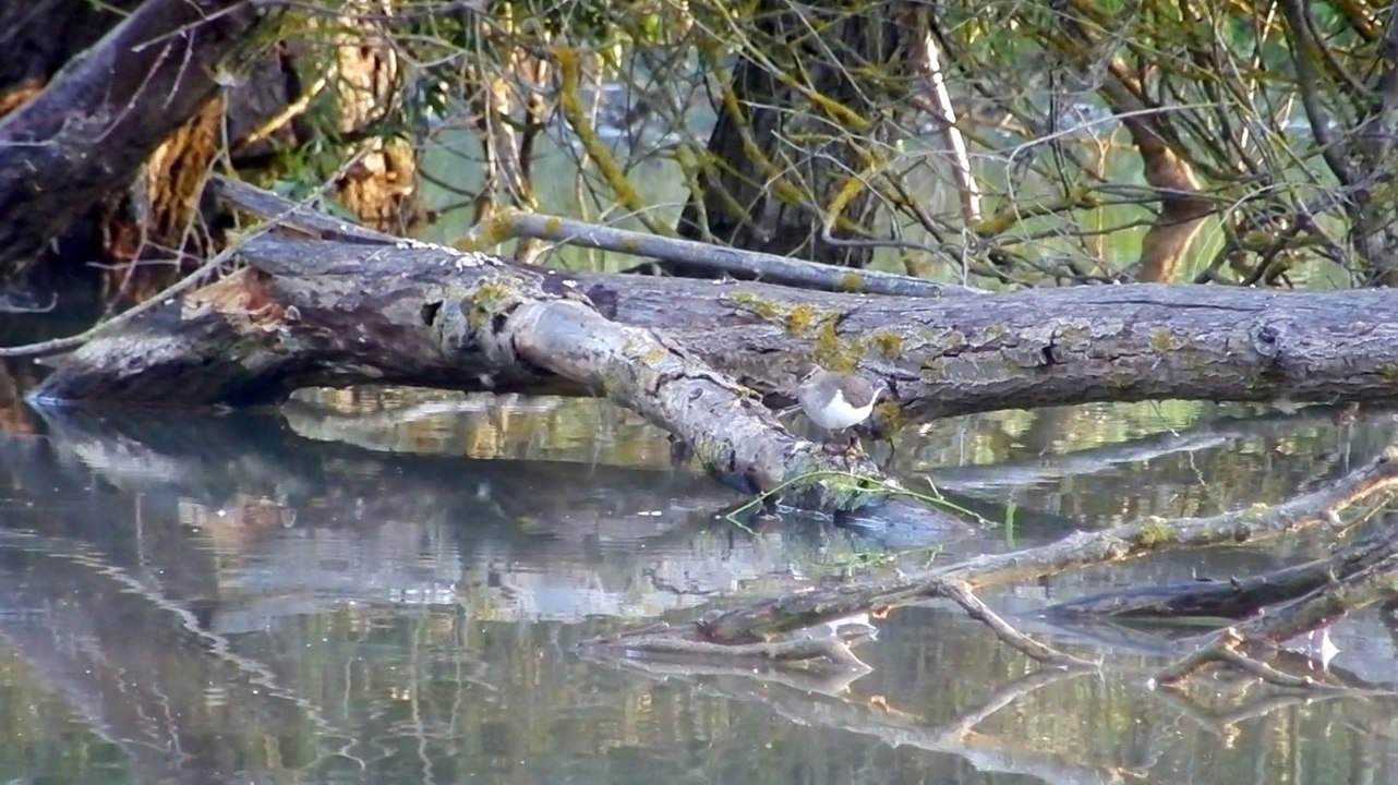 Chevallier guignette au lever du jour