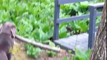 Problemas para atravessar a ponte