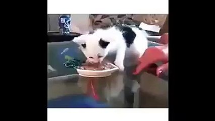 Dont touch my food!
