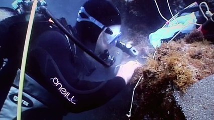 Life in Future Acidic Seas