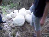 Plus gros champignons du monde?