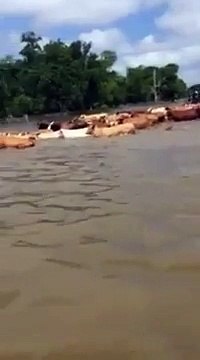 Un troupeau de vaches piégé dans une inondation au texas