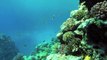Jaz Aquamarine Holiday Hurghada Egypt, World Diving Red Sea, GoPro Hero 3+ Snokeling Coral Reefs