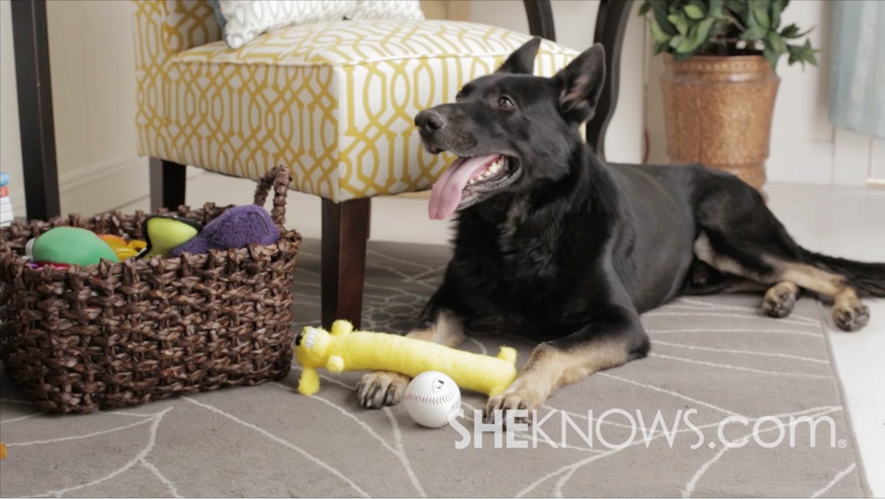 How to Stop Your Dog from Chewing