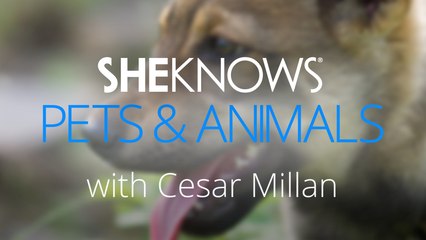 Are You a Responsible Pet Owner? 3 Key Signs to Watch For 🐾