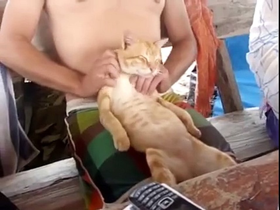 Masaj yaptıran kedi