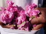 В Болгарии начался сезон производства масла розы