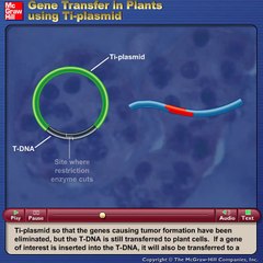 Gene transfer in plants using Ti plasmid