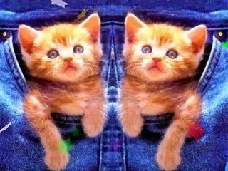 Bonne fete chante par chats