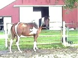Flash, 2 year old pinto horse Hybrid cross, sale pending