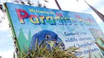 Protecting Endangered Caribbean Parrots