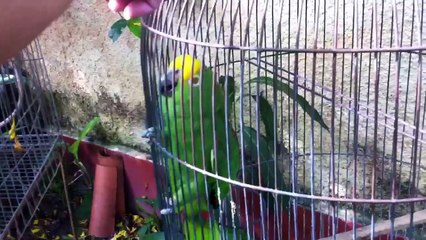 Loreto cantando el himno de Venezuela