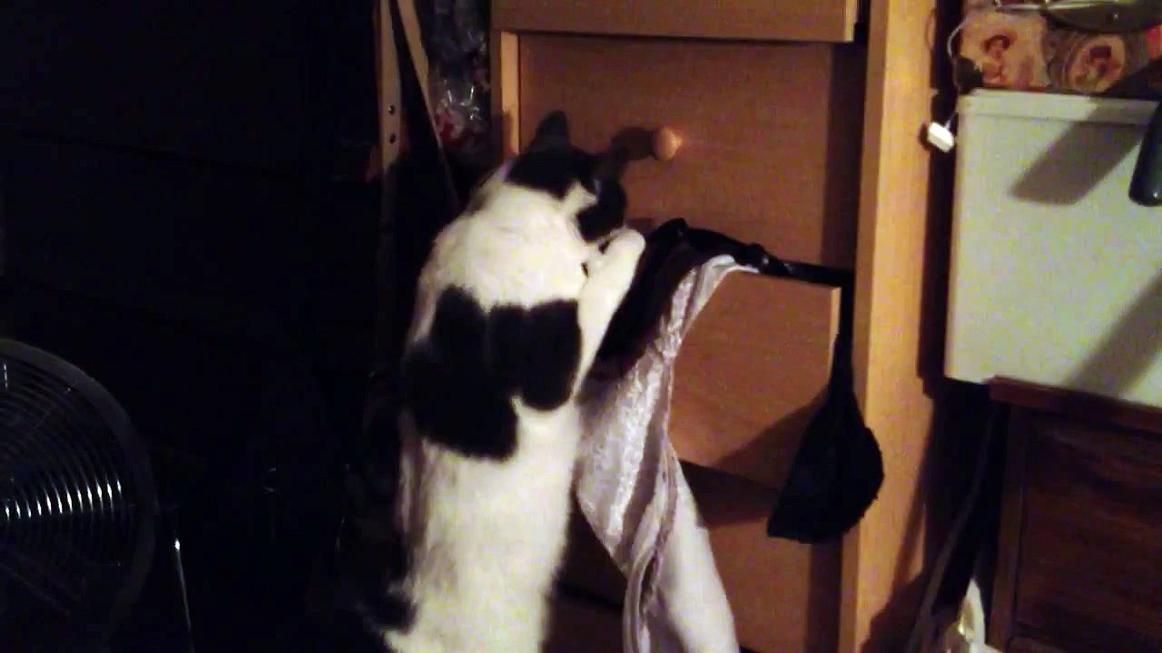 Paws Being Naughty