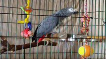 X-Rated African Grey Parrot George, Swearing and talking to the dog. Caution a lot of swearing.