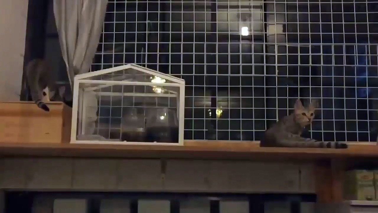 Cats made a simultaneous leap